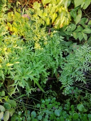 Ceratopteris pteridoides