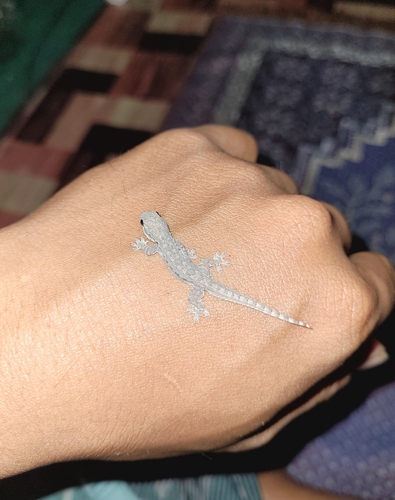 Hemidactylus platyurus