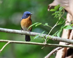 Cyornis whitei