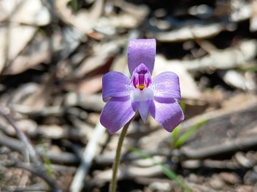 Waxlip Orchid (Glossodia major)