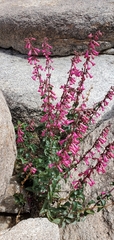 Penstemon clevelandii clevelandii