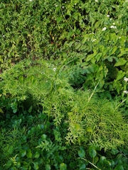 Ceratopteris pteridoides