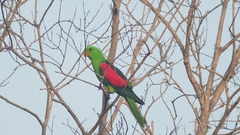 Aprosmictus erythropterus