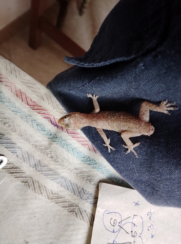Spotted House Gecko