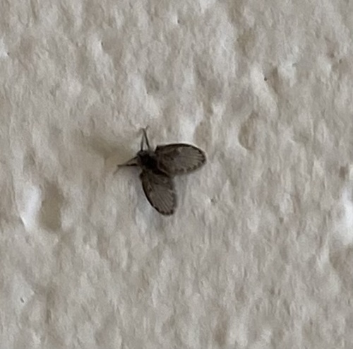Unknown species found near Los Padres National Forest, Ojai, CA, US