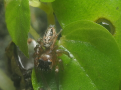 Plexippina