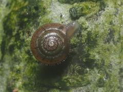 Dyakiidae