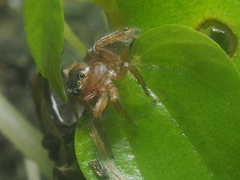 Plexippina
