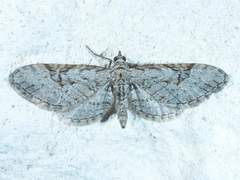 Eupithecia bolterii
