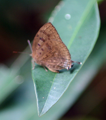 Arhopala silhetensis