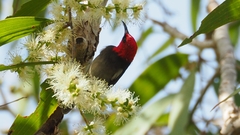 Myzomela erythrocephala