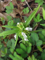 Leucas lavandulifolia