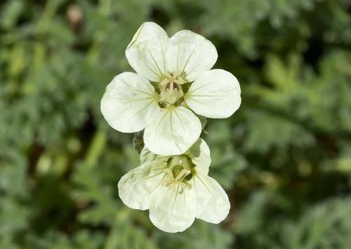 Yellow Stork's-bill (Erodium chrysanthum)