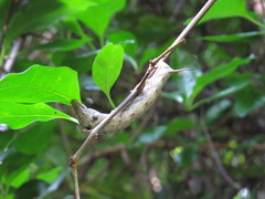 Hippotion velox