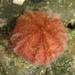 Little Pink Urchin - Photo (c) tangatawhenua, some rights reserved (CC BY-NC), uploaded by tangatawhenua