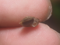 Dyakiidae