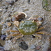 Hairy-handed Crab - Photo (c) Ari &amp; Mac, some rights reserved (CC BY-NC), uploaded by Ari &amp; Mac
