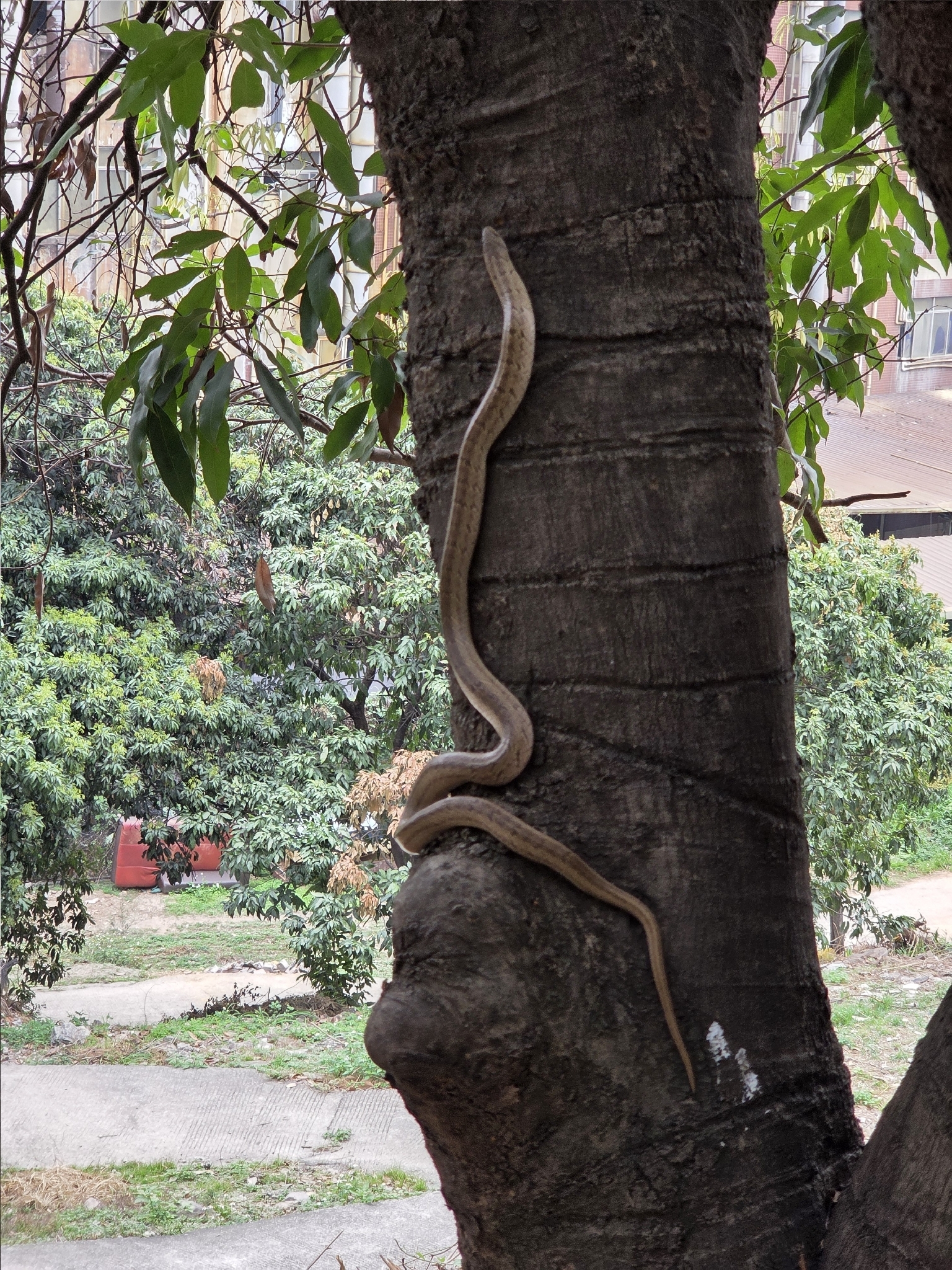 Formosa Kukri Snake, Oligodon formosanus