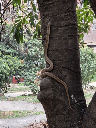 Taiwan Kukri Snake