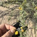 Acacia ehrenbergiana