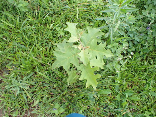 Solanum torvum observed 2026-03-25