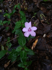 Impatiens platypetala