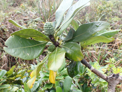 Pittosporum glabrum observed 2026-03-25