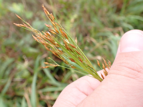 Rhynchospora caduca observed 2026-03-25