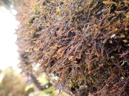 Herbertus gracilis observed 2026-03-25