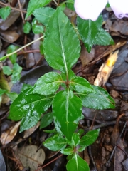 Impatiens platypetala