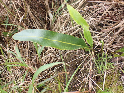 Elaphoglossum crassifolium observed 2026-03-25