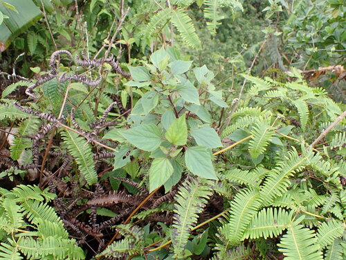 Ageratina adenophora observed 2026-03-25