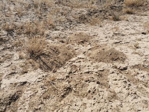 Yellow-faced Pocket Gopher