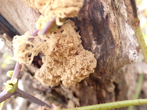 Arcyria obvelata observed 2026-03-25