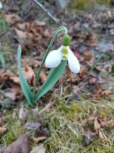 Giant Snowdrop (Galanthus elwesii)