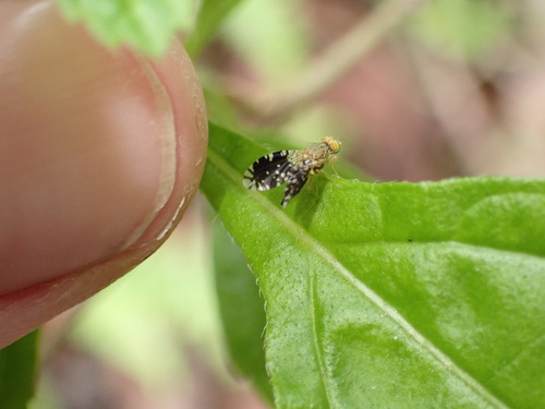 Tetreuaresta obscuriventris observed 2026-03-25