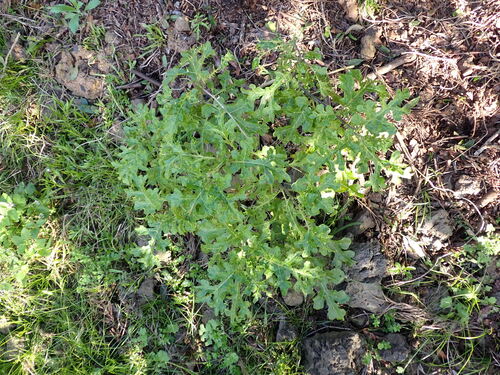 Solanum linnaeanum observed 2026-03-25