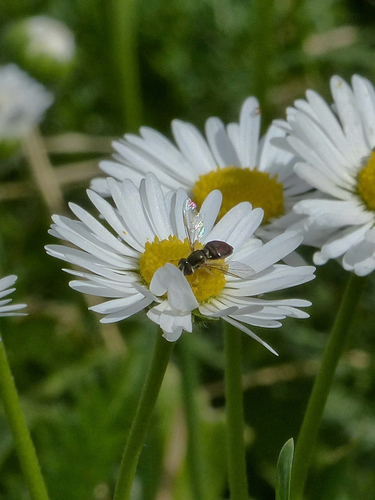Unknown species found near California, US
