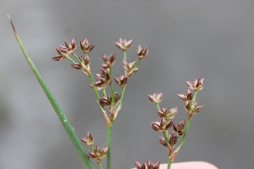 Juncus microcephalus