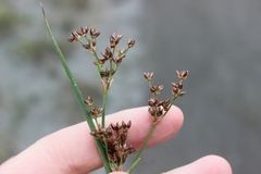 Juncus microcephalus, photograph (c) Joe Dillon, some rights reserved (CC BY)