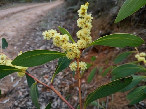 Acacia obliquinervia, photograph 5