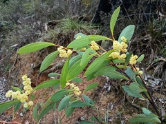 Acacia obliquinervia, photograph (c) grampianshiker, some rights reserved (CC BY)