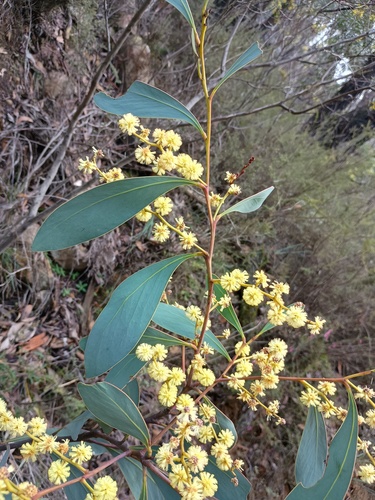 Acacia obliquinervia, photograph 6