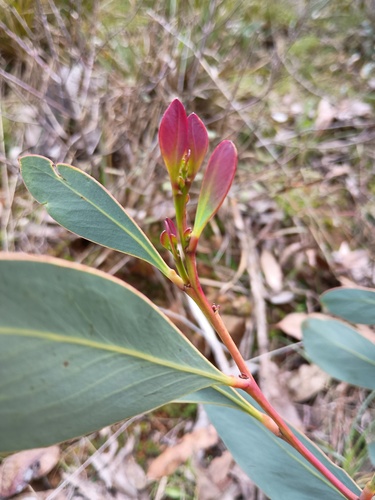 Acacia obliquinervia, photograph 3