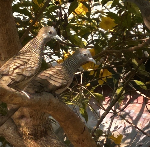 Zebra Dove