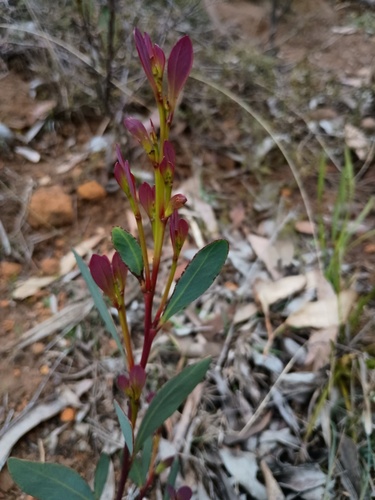 Acacia obliquinervia, photograph 2