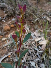 Acacia obliquinervia, photograph (c) grampianshiker, some rights reserved (CC BY)