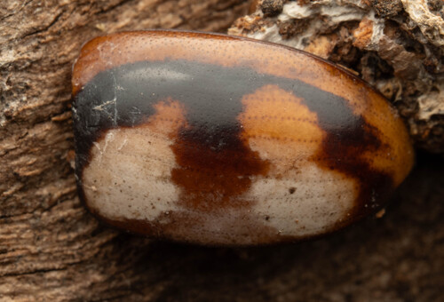 Paropsisterna beata