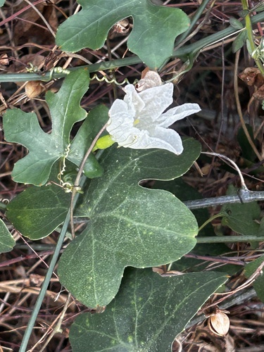 Ivy gourd