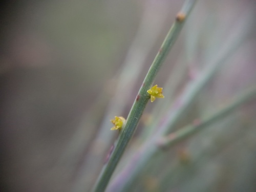 Pale-fruit Ballart (Exocarpos strictus)